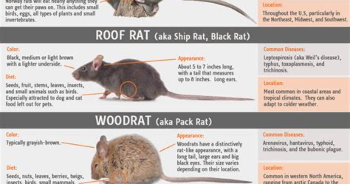 How Big Do Rats Get in Florida