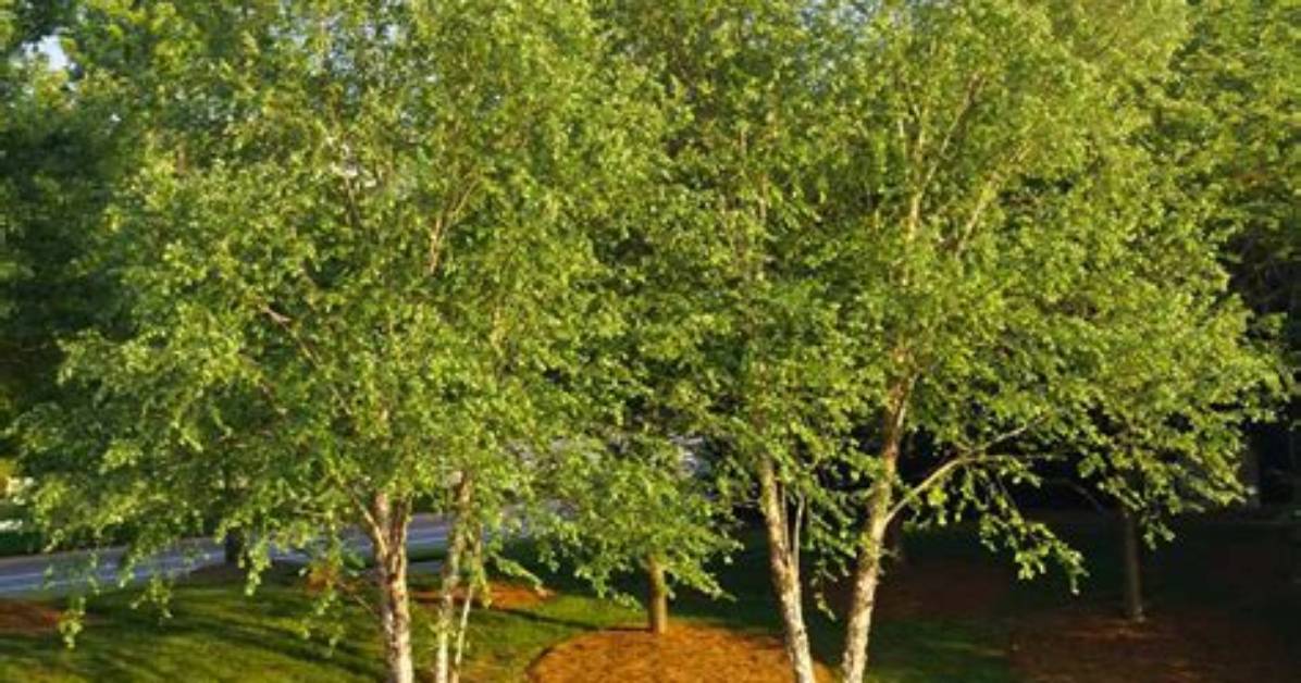 How Big Do River Birch Trees Get
