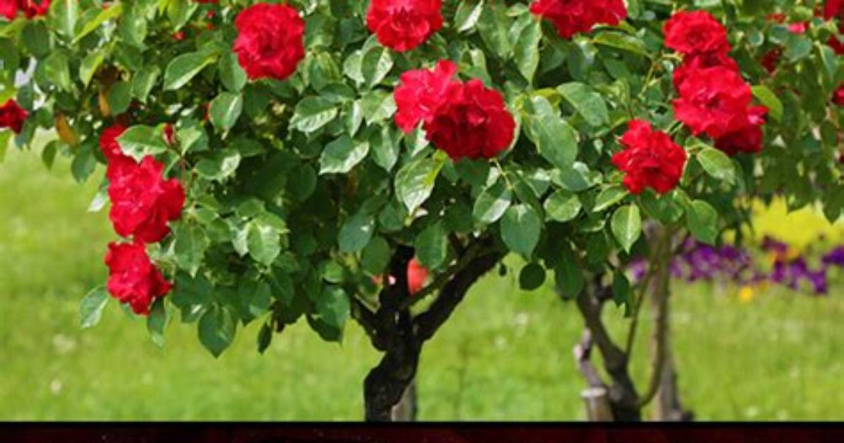 How Big Do Rose Trees Grow