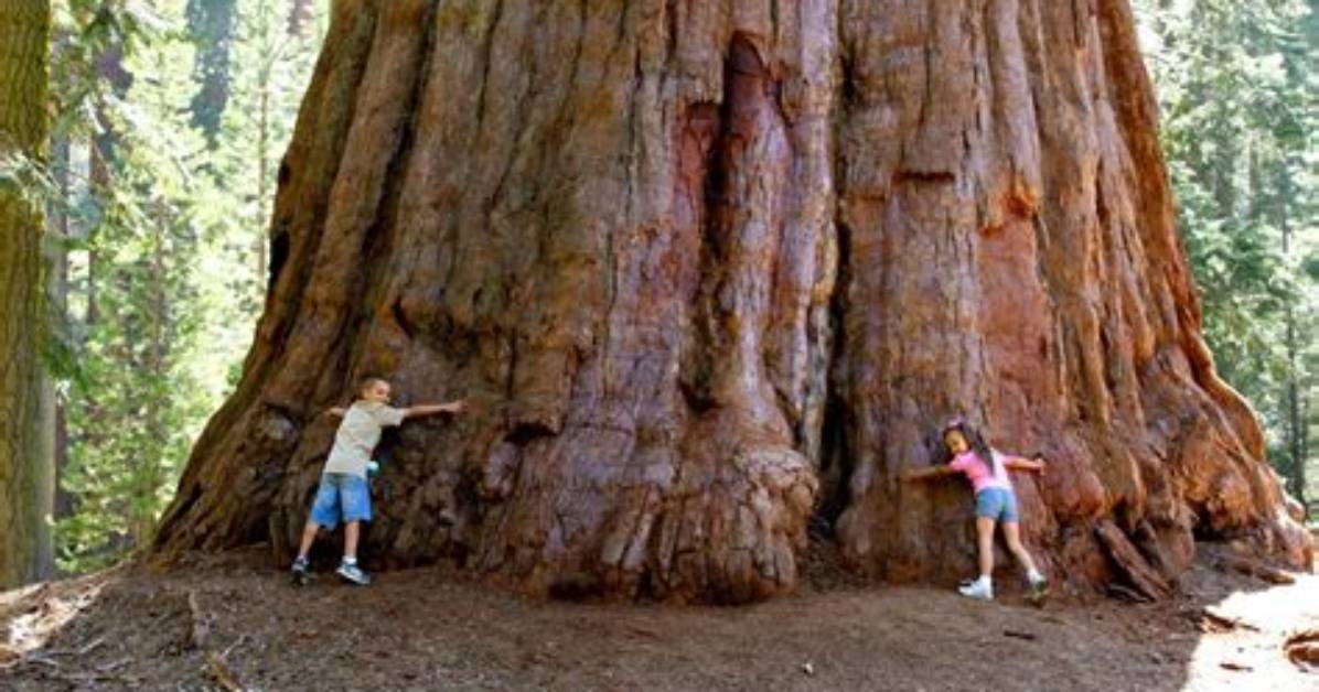 How Big Do Sequoia Trees Get
