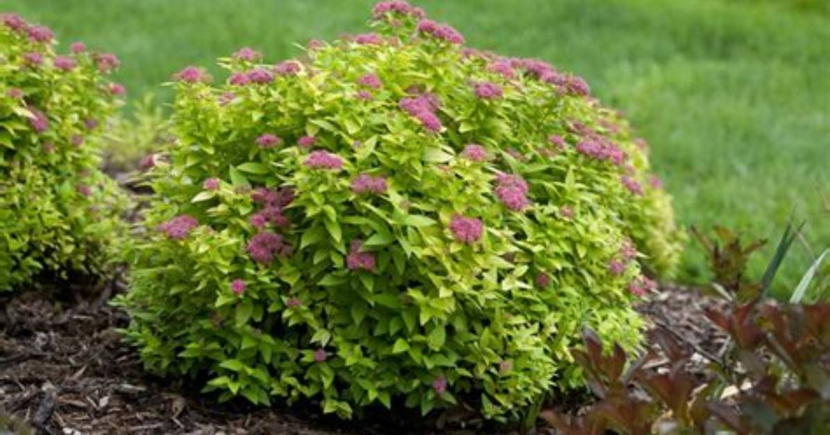 How Big Do Spirea Get?