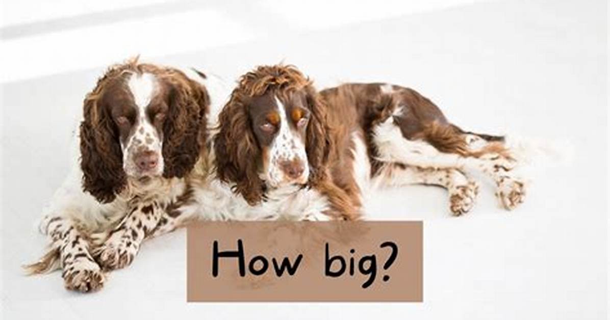 How Big Do Springer Spaniels Get