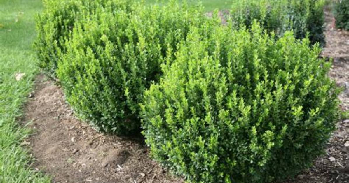 How Big Do Sprinter Boxwoods Get