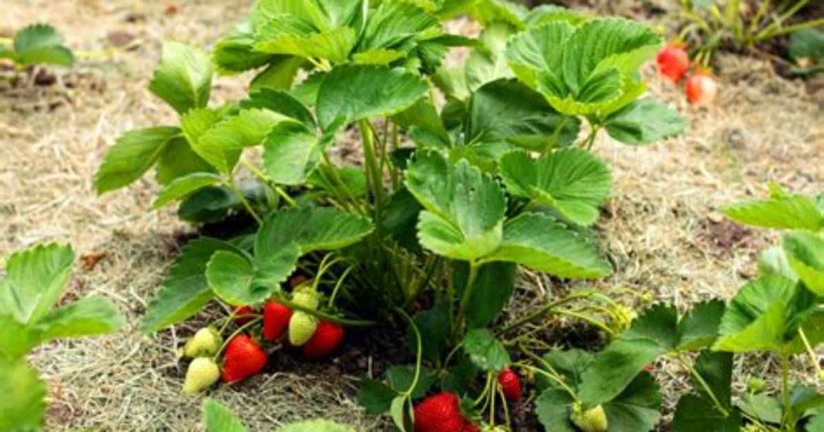 How Big Do Strawberry Plants Get?