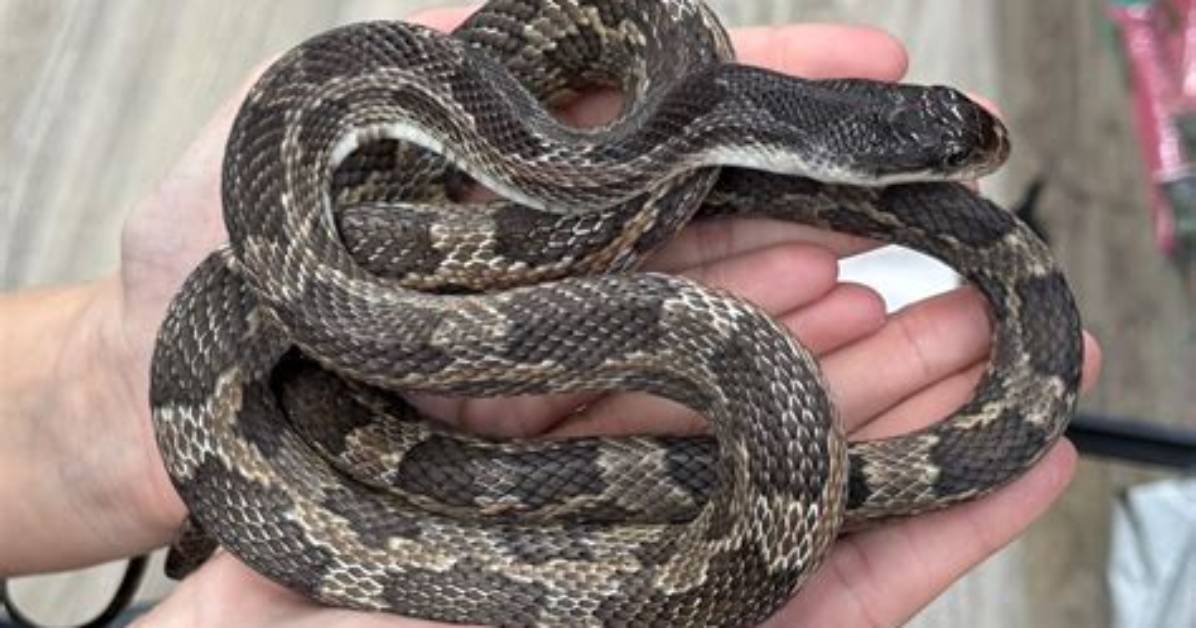 How Big Do Texas Rat Snakes Get
