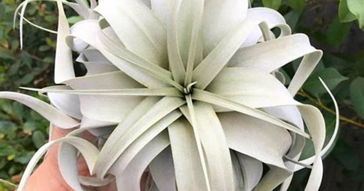 How Big Do Tillandsia Get