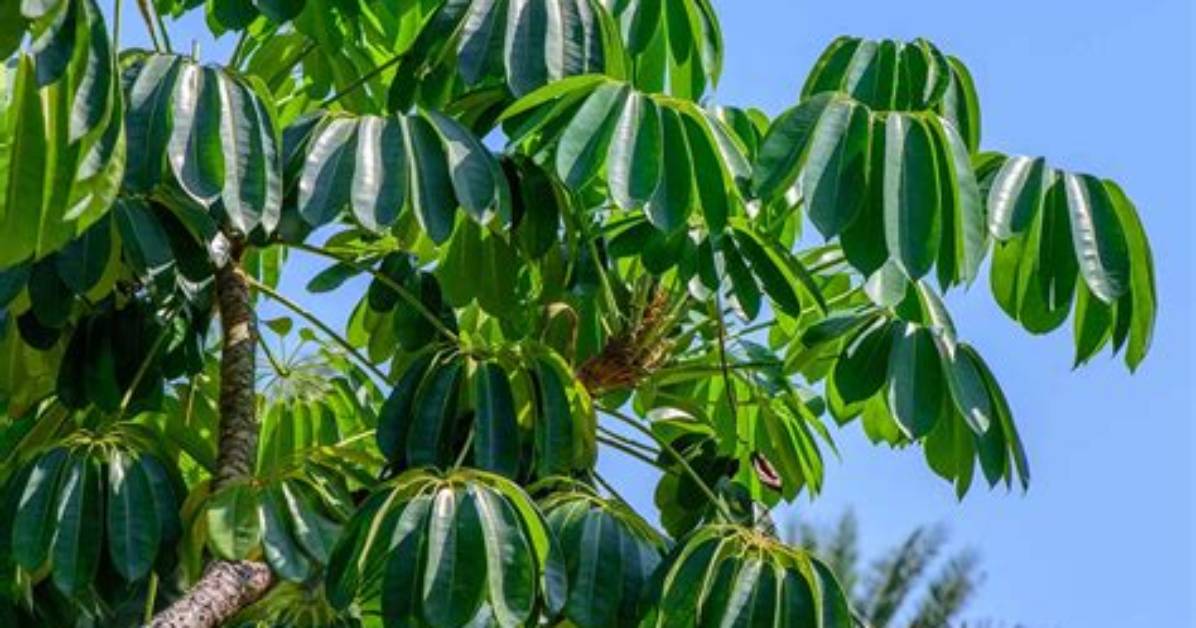 How Big Do Umbrella Trees Get
