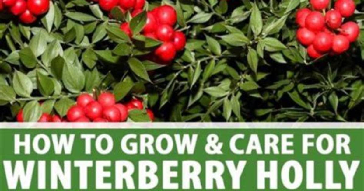 How Big Do Winterberry Get