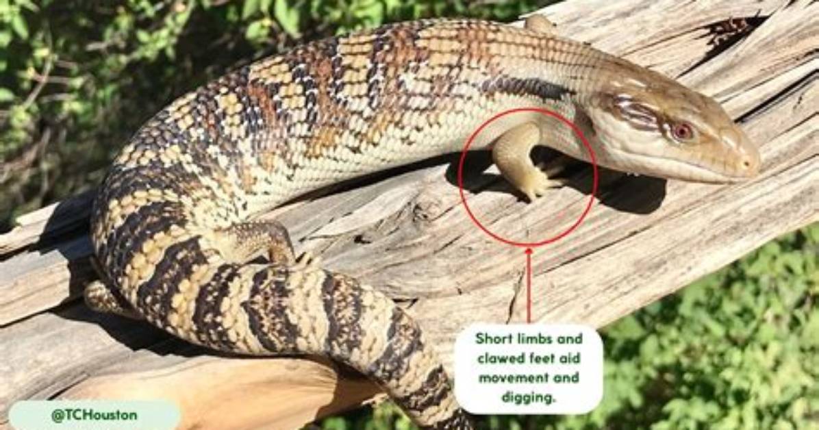 How Big Does a Blotched Lizard Get?