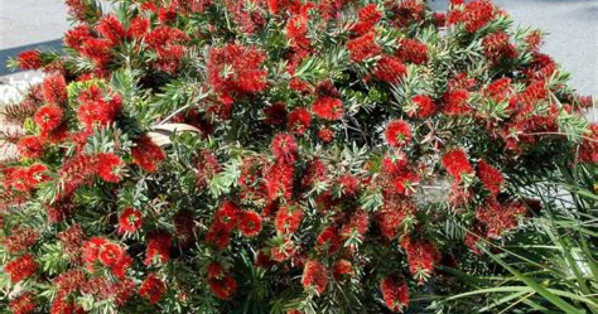How Big Does a Dwarf Bottlebrush Get