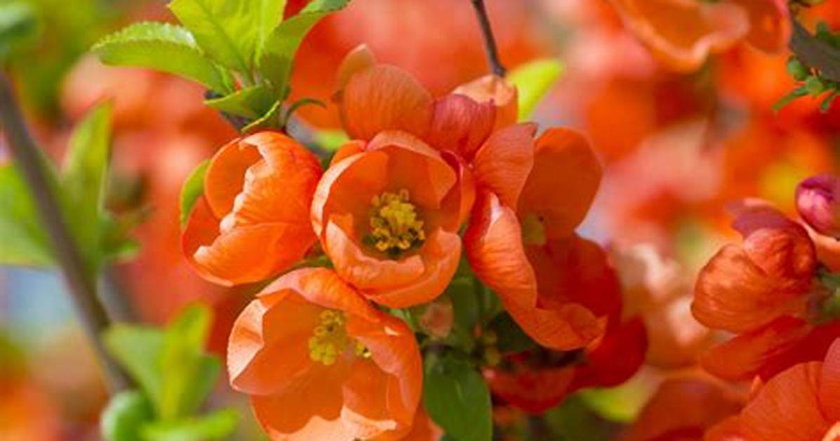 How Big Does a Flowering Quince Get