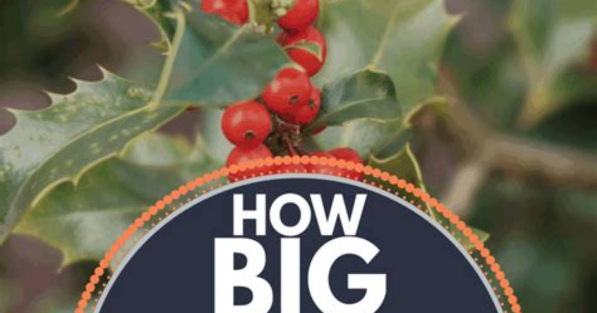 How Big Does a Holly Tree Get