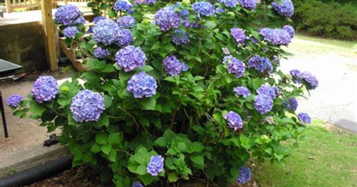 How Big Does a Hydrangea Plant Get