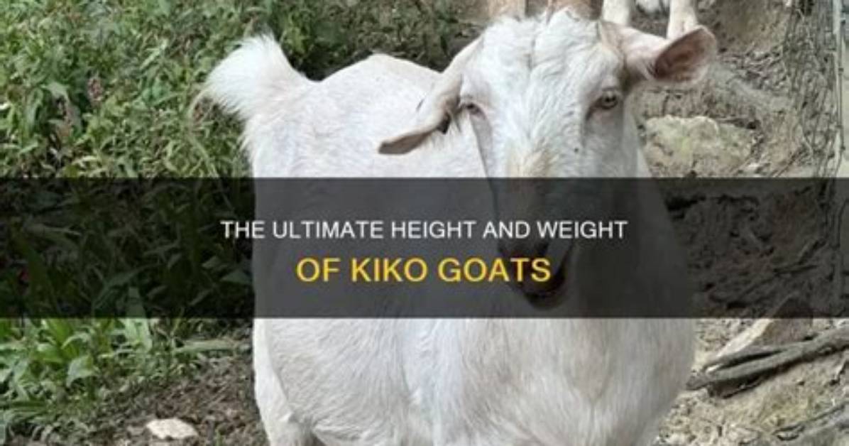 How Big Does a Kiko Goat Get