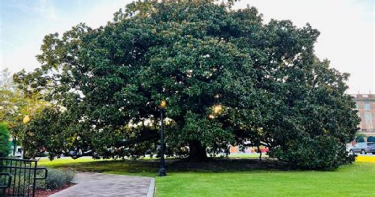 How Big Does a Magnolia Tree Get