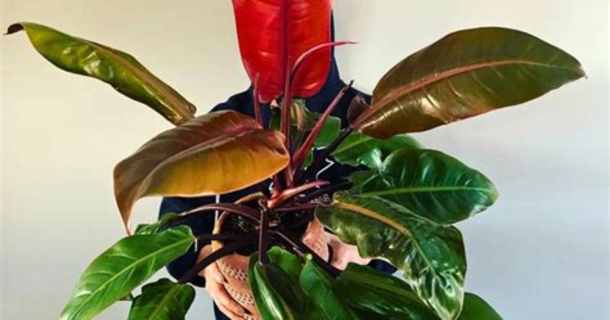 How Big Does a Philodendron Get