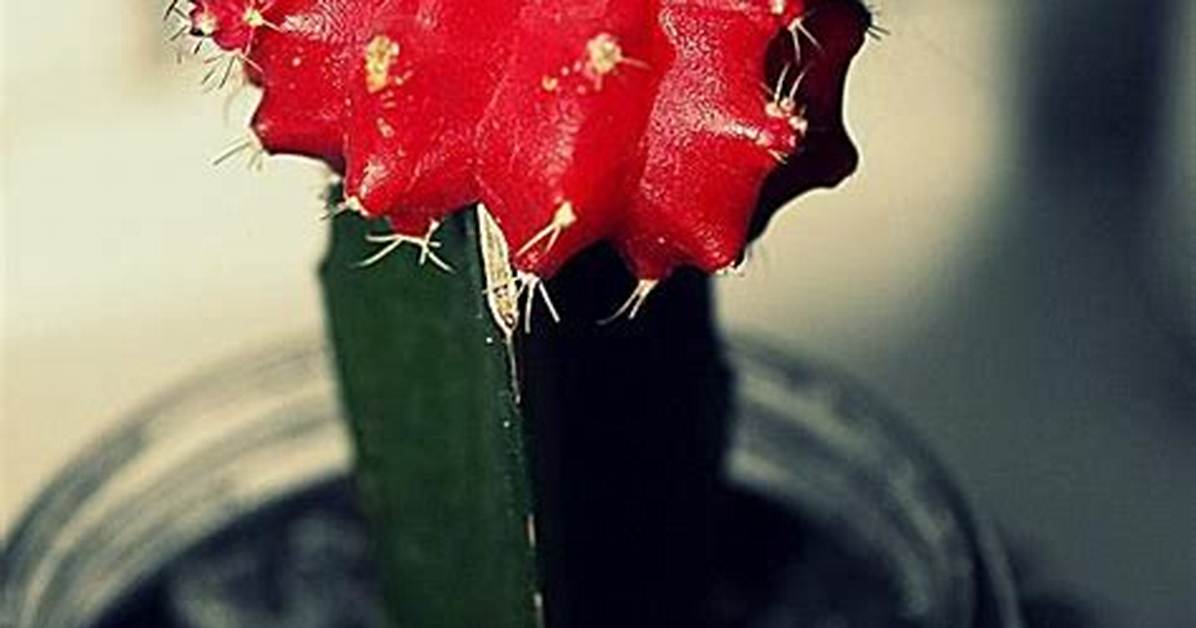 How Big Does a Ruby Ball Cactus Get?