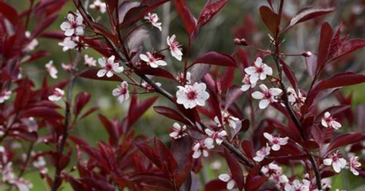 How Big Does a Sand Cherry Bush Get