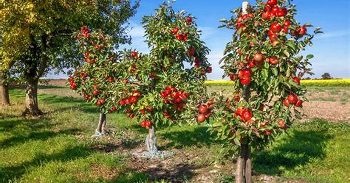 How Big Does a Semi Dwarf Apple Tree Get