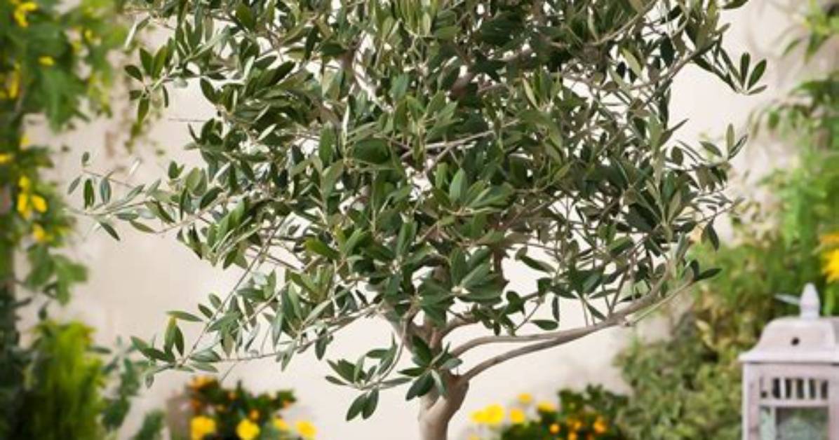 How Big Does an Arbequina Olive Tree Get