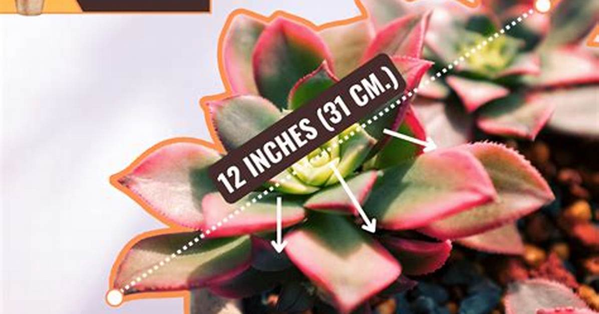 How Big Does Echeveria Get