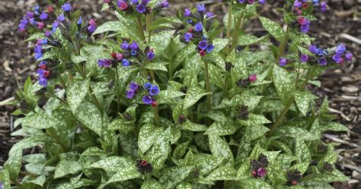 How Big Does Lungwort Get