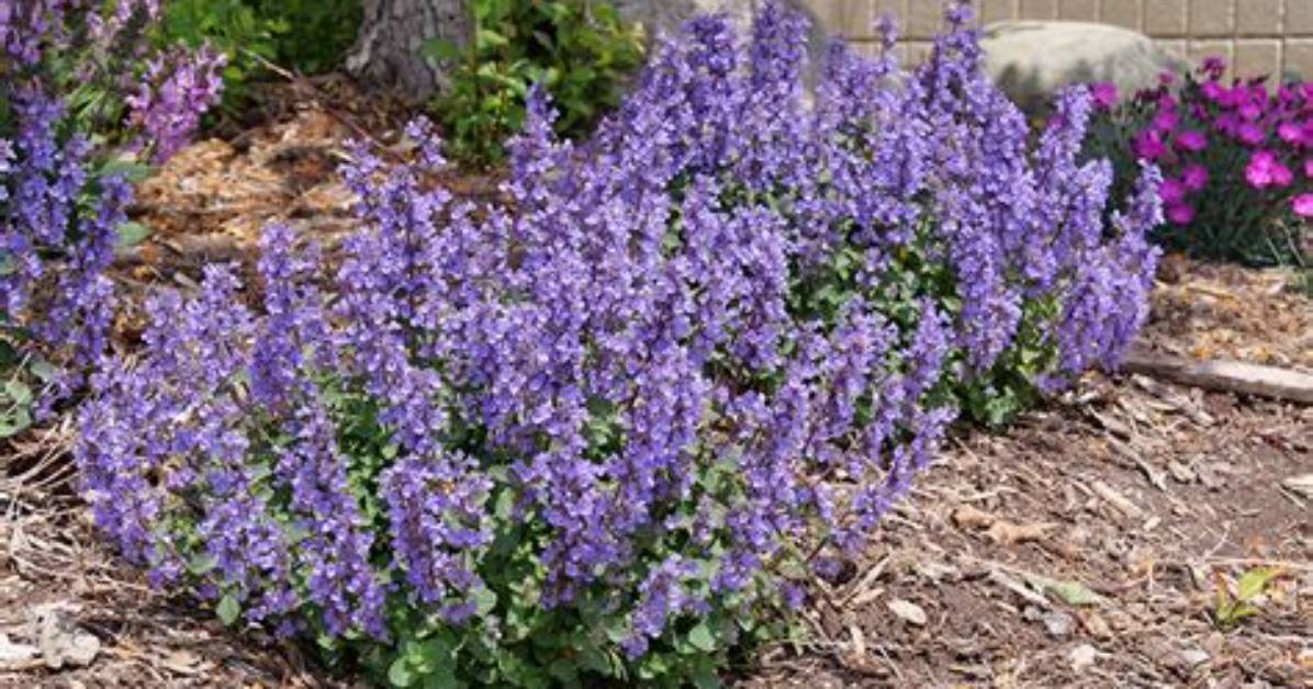 How Big Does Nepeta Grow