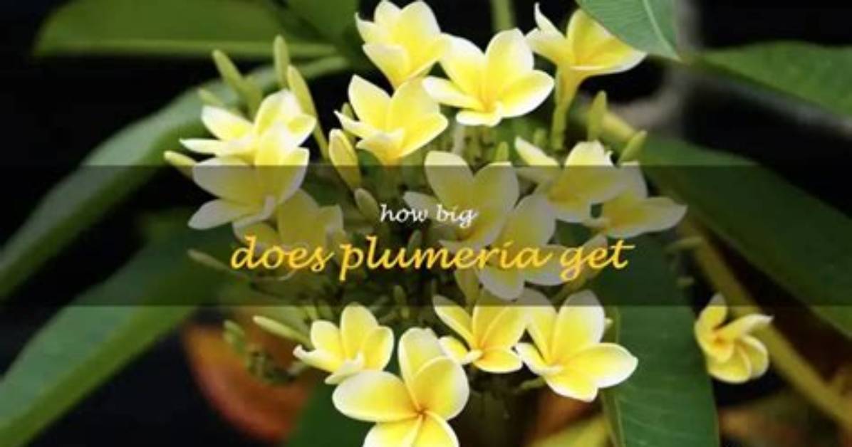 How Big Does Plumeria Get