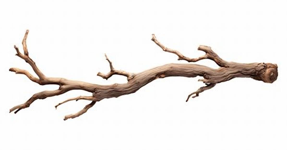 How Big Is a Branch