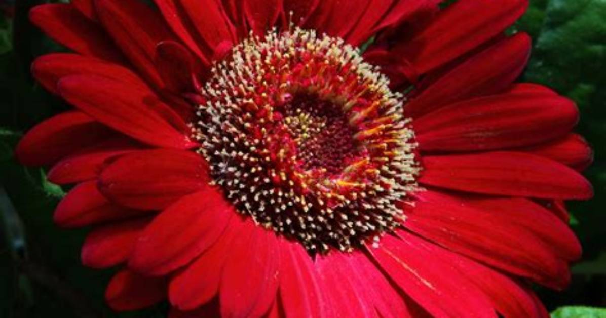 How Big Is a Daisy