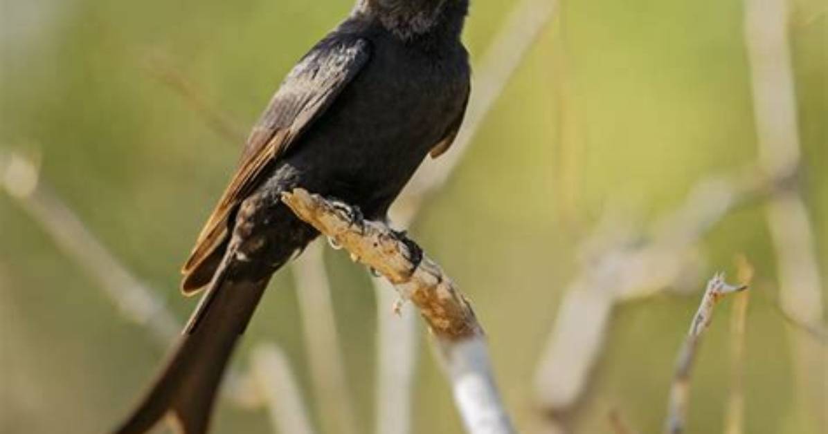 How Big Is a Fork-Tailed Drongo?