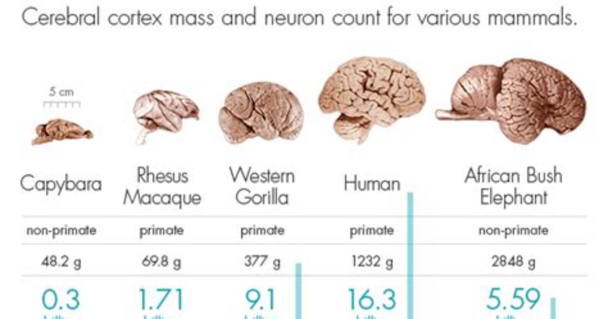 How Big Is a Gerbils Brain?