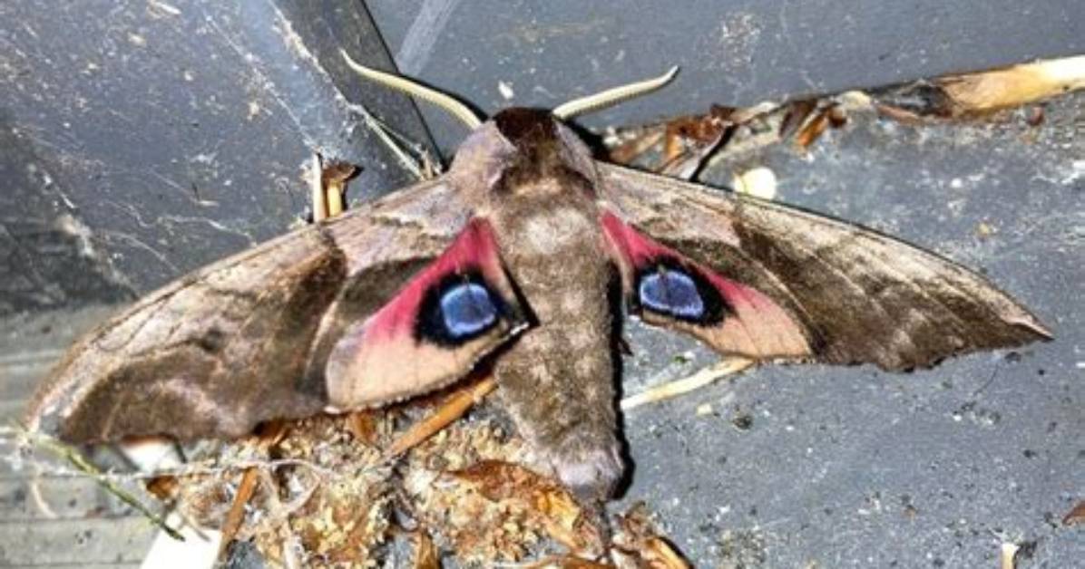 How Big Is a Hawk Moth?