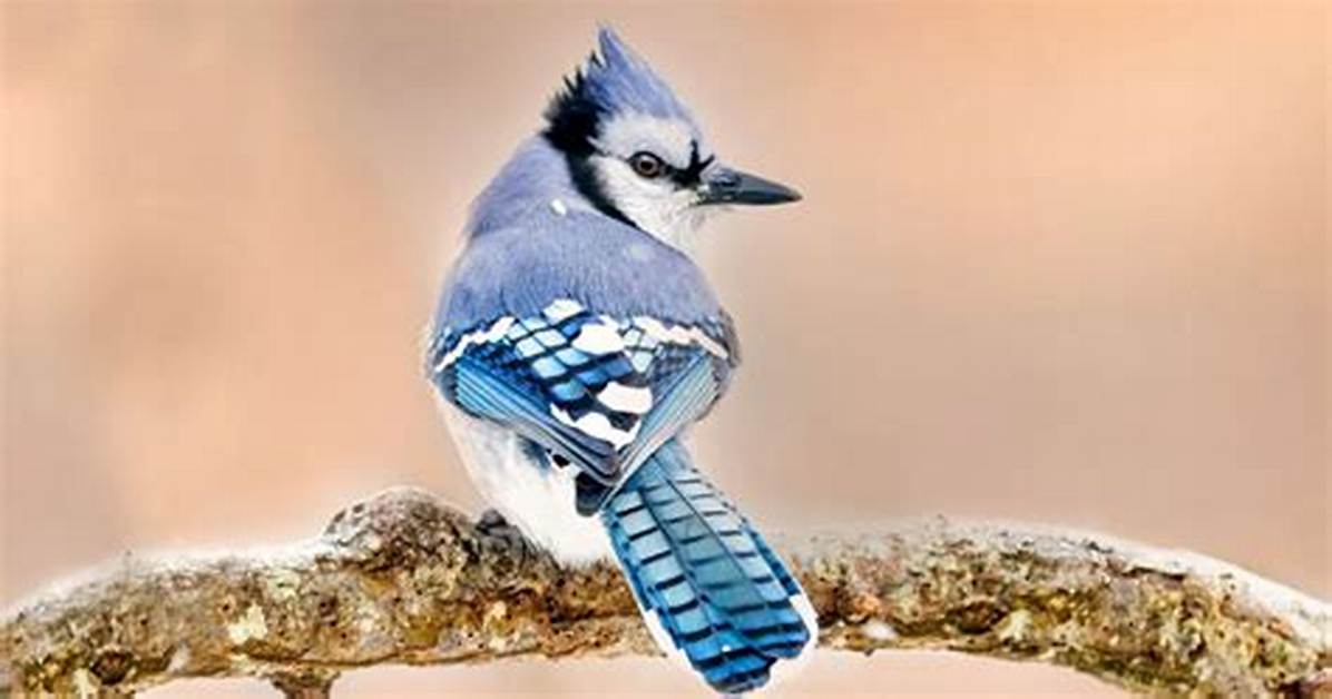 How Big Is a Jay Bird
