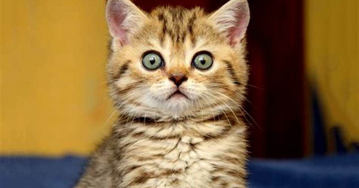 How Big Is a Kitten