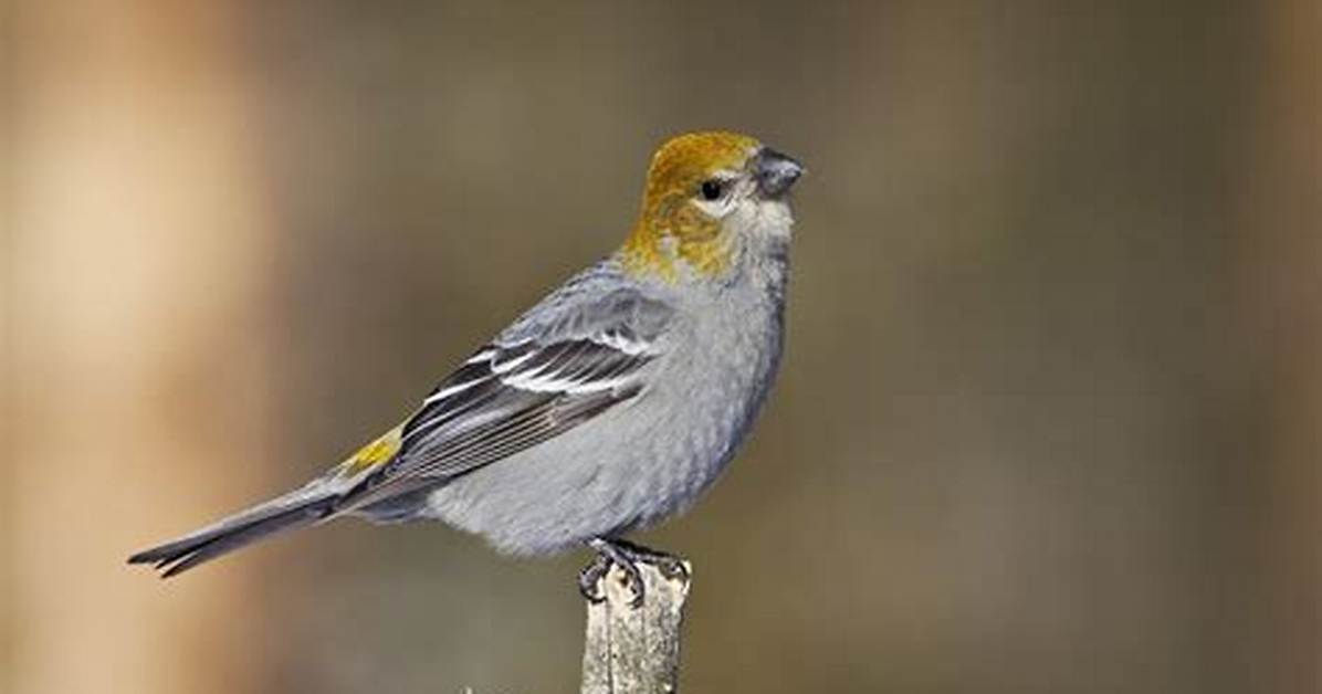 How Big Is a Pine Grosbeak?
