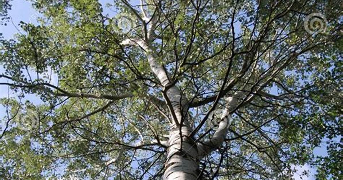 How Big Is a Poplar Tree