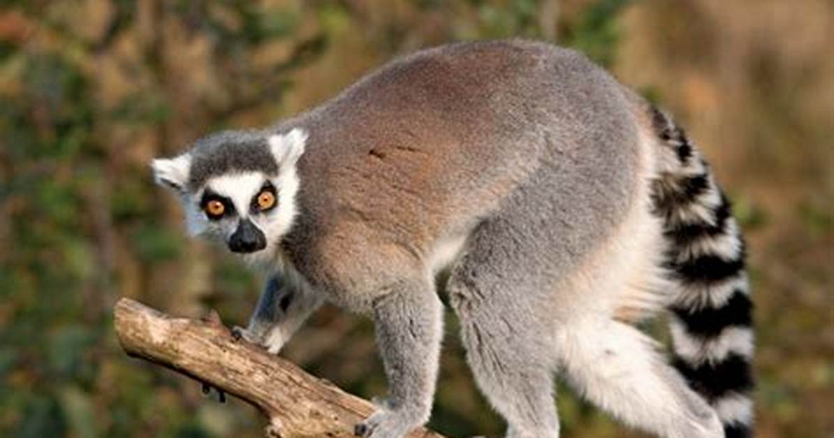 How Big Is a Ring Tailed Lemur?