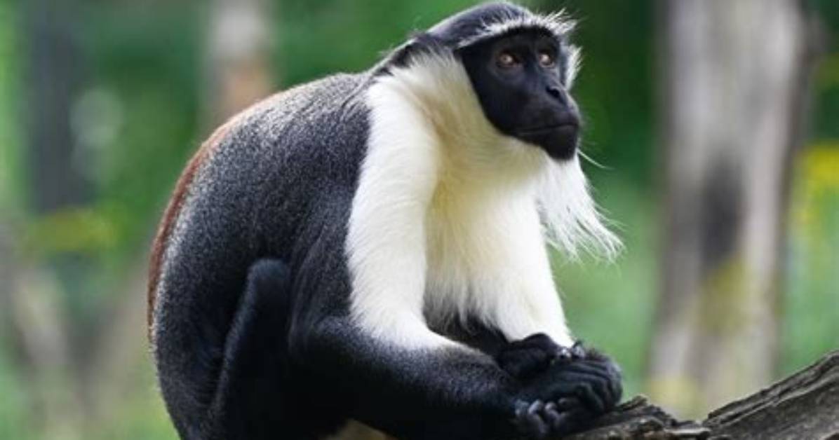How Big Is a Roloway Monkey?