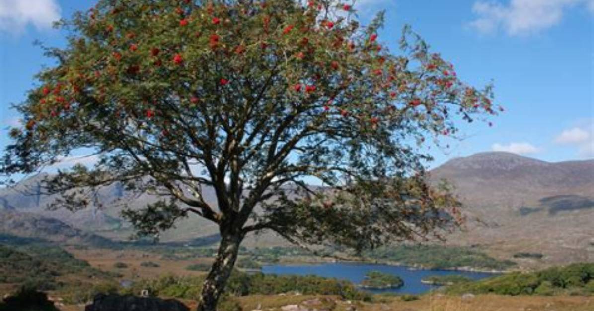 How Big Is a Rowan Tree