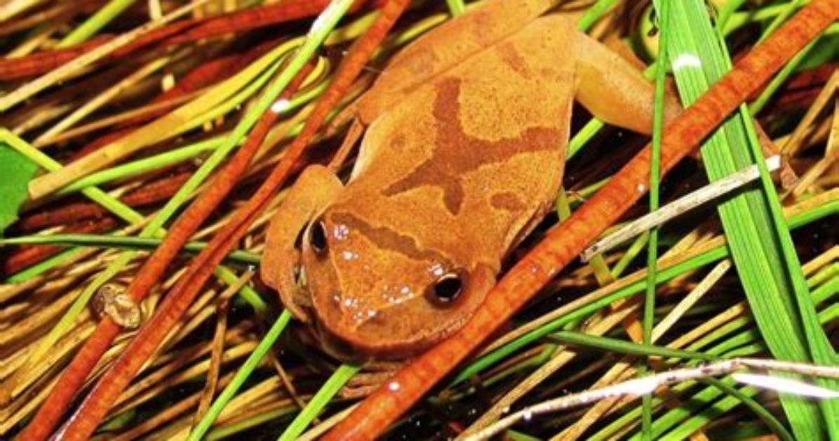 How Big Is a Spring Peeper