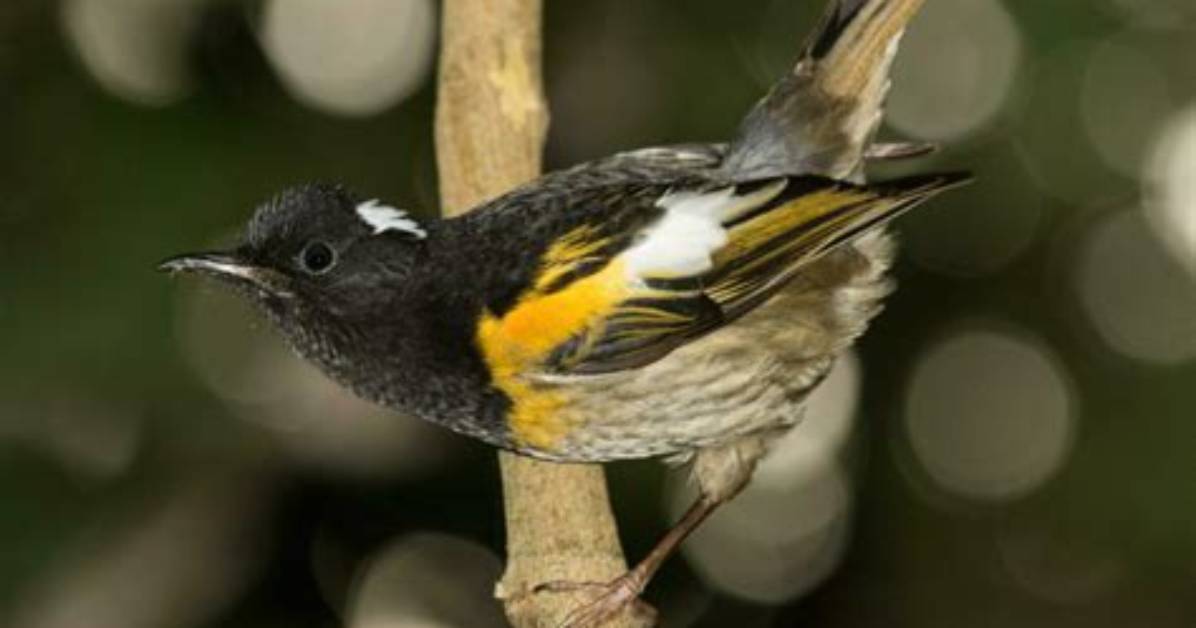 How Big Is a Stitchbird?