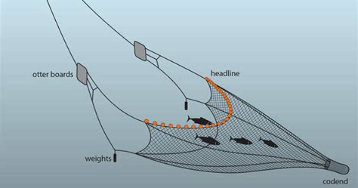 How Big Is a Trawl Net?