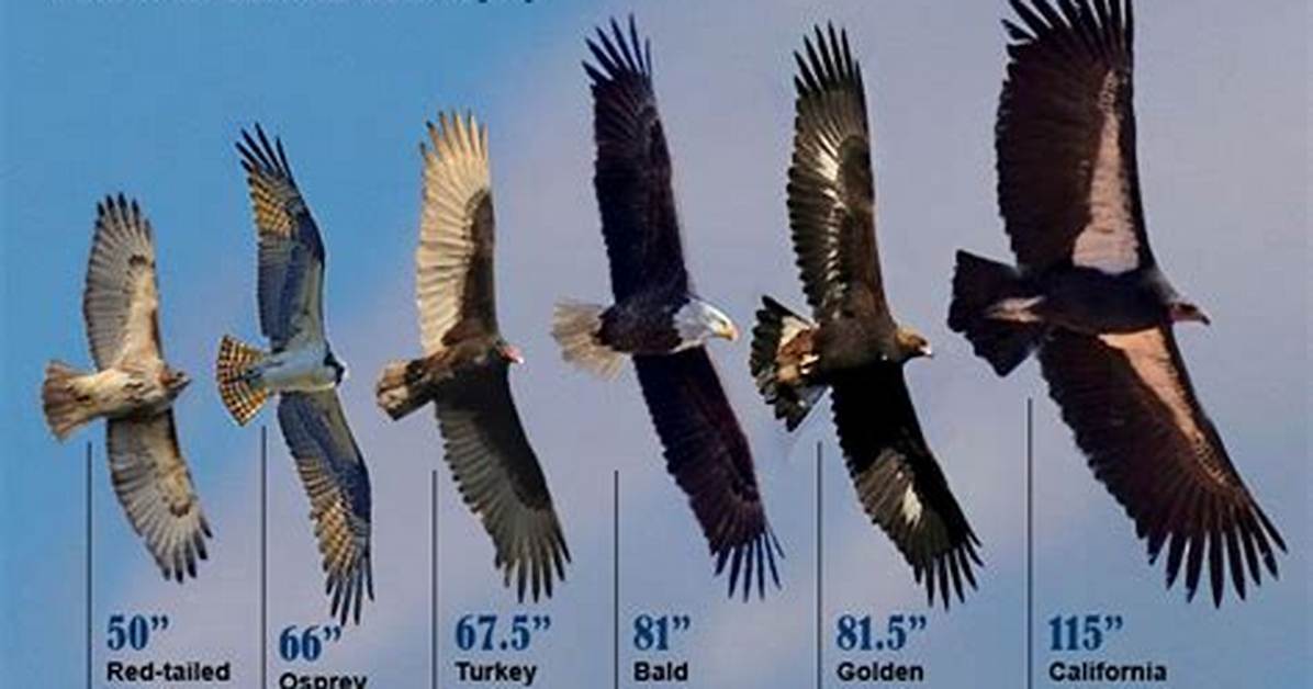 How Big Is an Eagle's Wingspan?