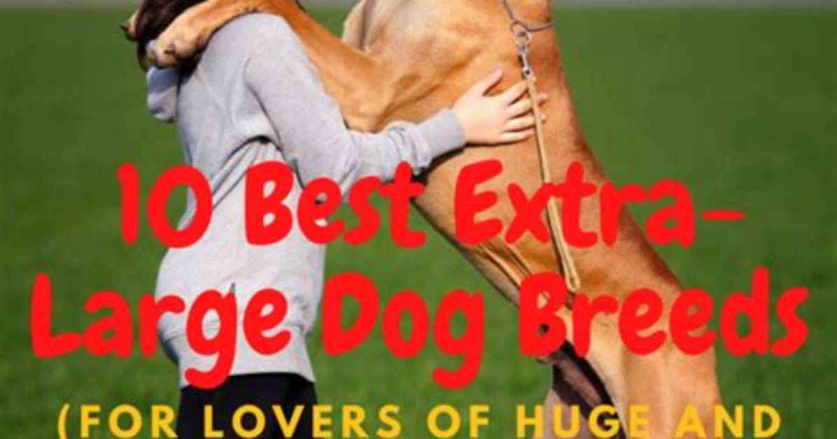 How Big Is an Extra Large Dog Crate