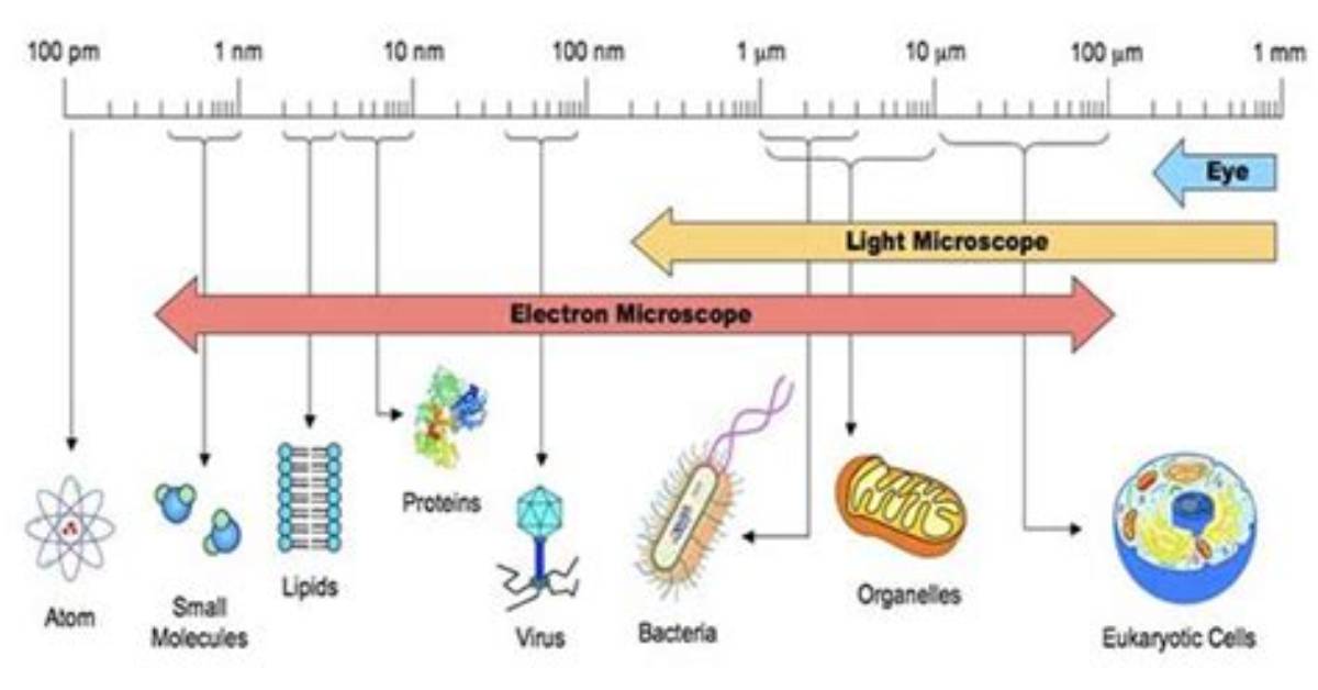 How Big Is E Coli in Micrometers
