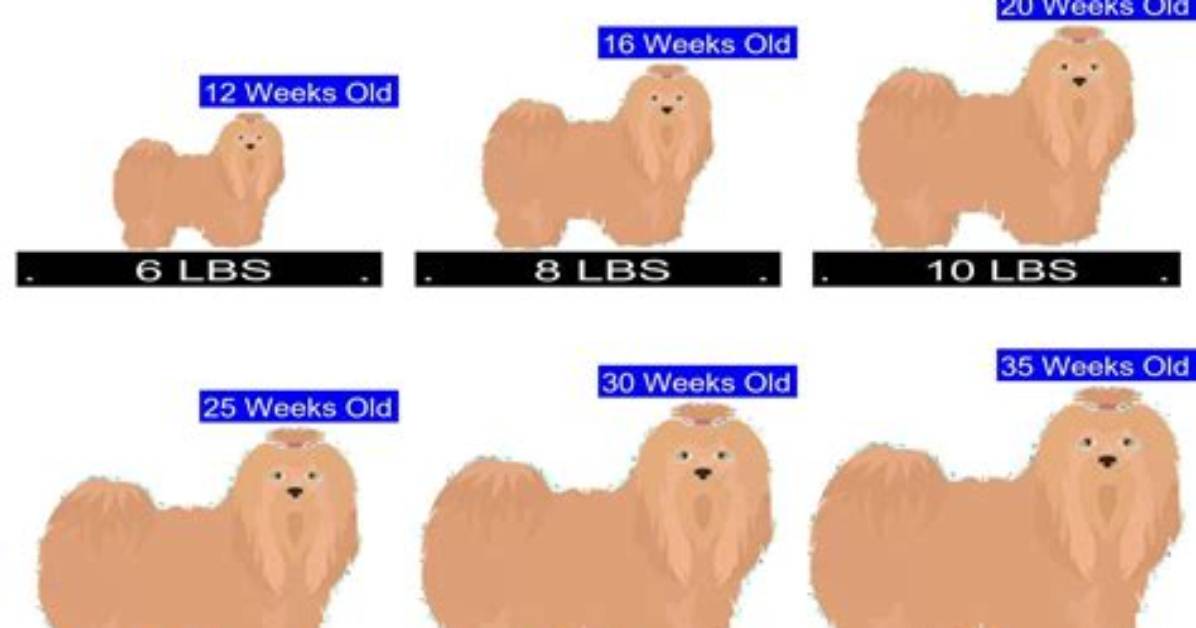 How Big Will a Lhasa Apso Get