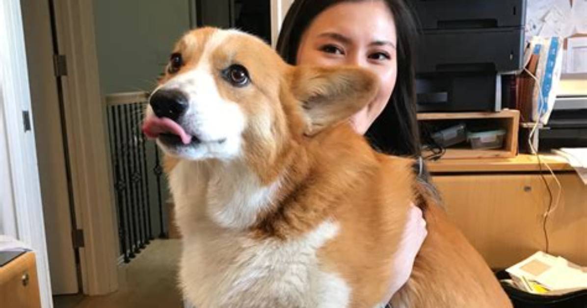 How Big Will My Corgi Get
