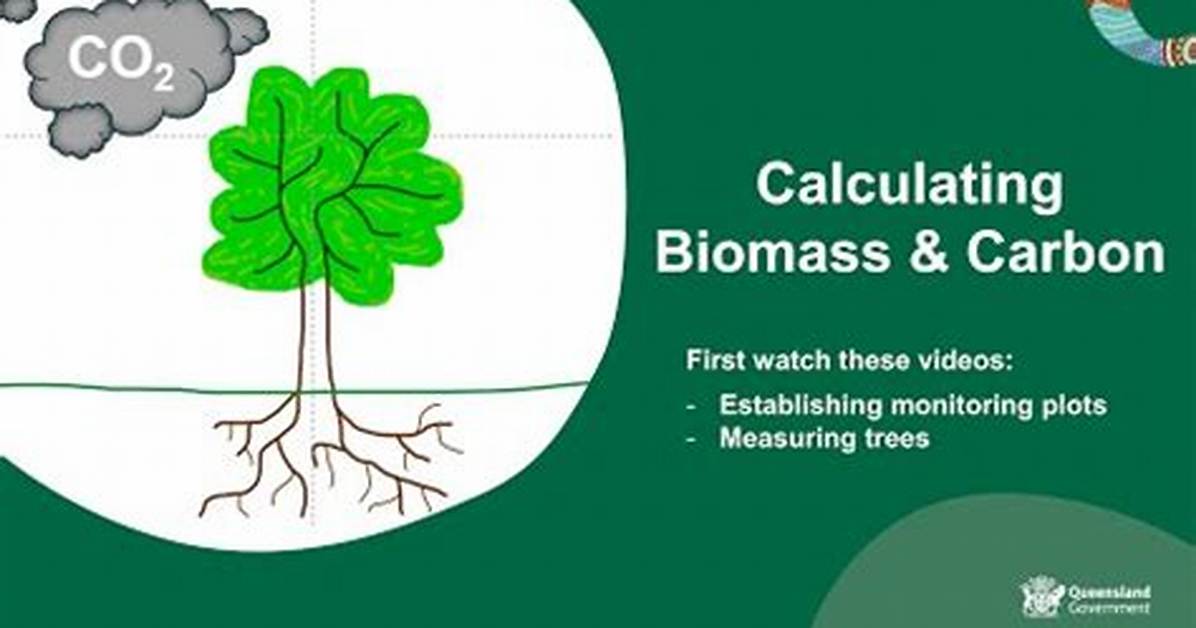 How Biomass Is Calculated