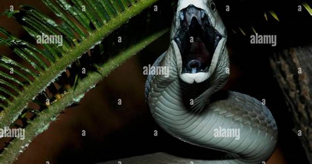 How Black Mamba Attack?